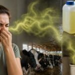 What Does Ammonia Smell Like